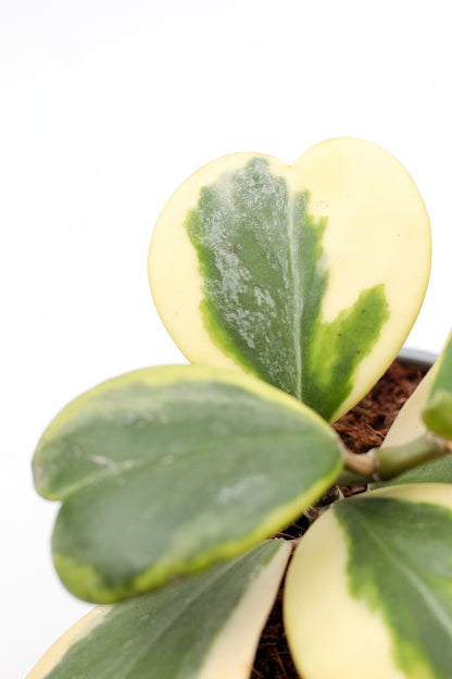 Hoya kerrii variegata hartjesplant