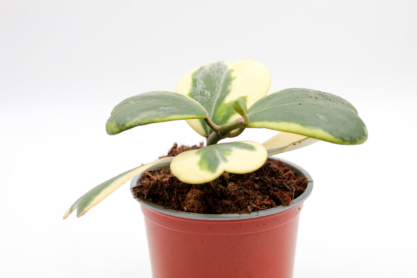 Hoya kerrii variegata hartjesplant