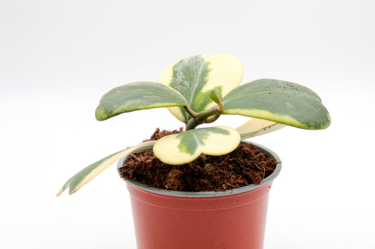 Hoya kerrii variegata hartjesplant