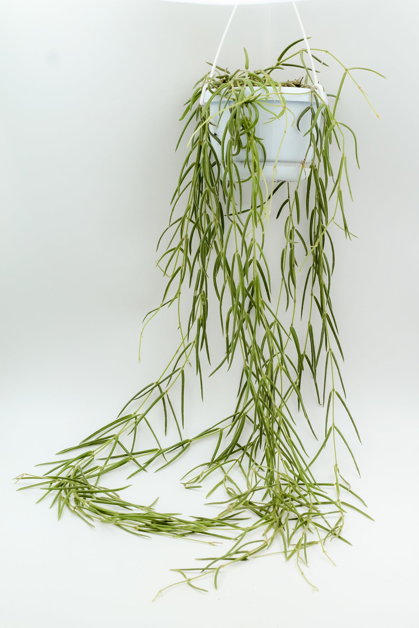 Hoya linearis