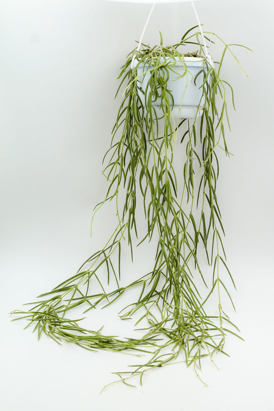 Hoya linearis