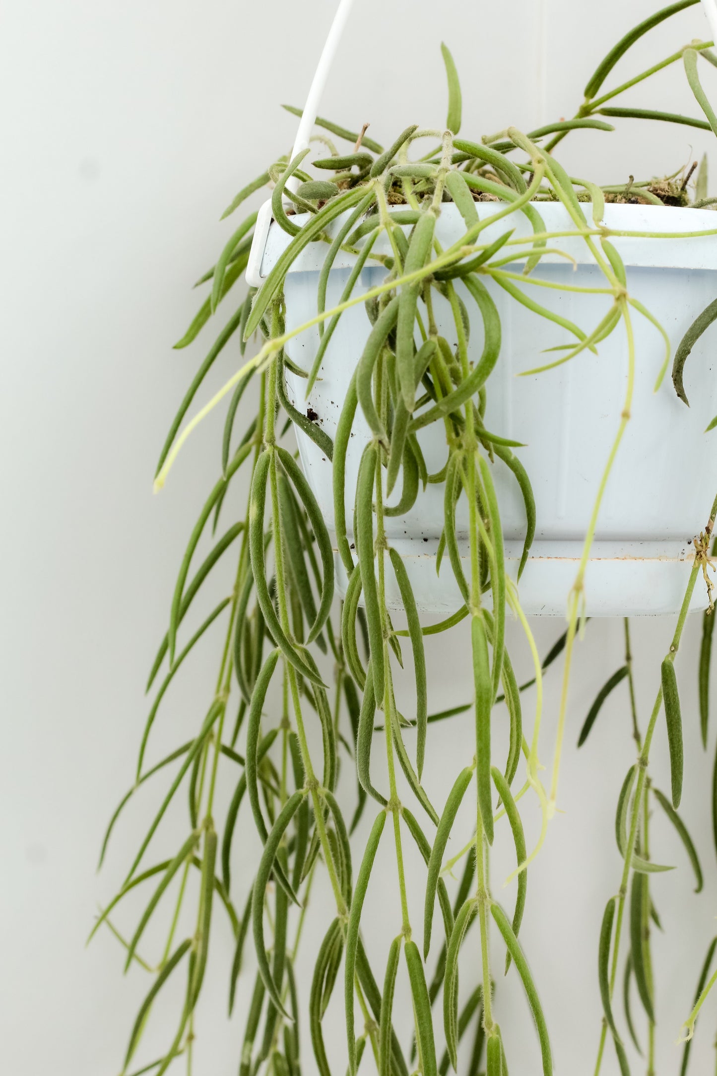 Hoya linearis