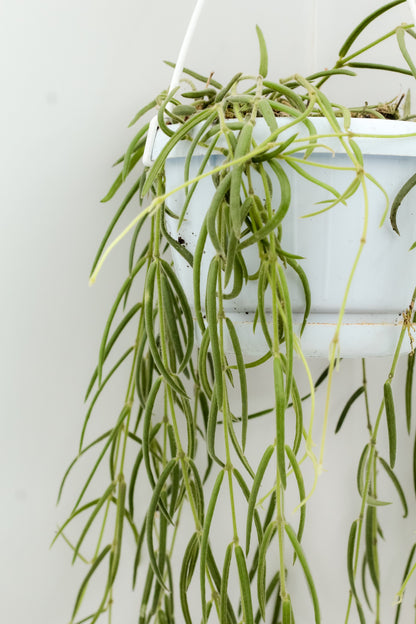 Hoya linearis