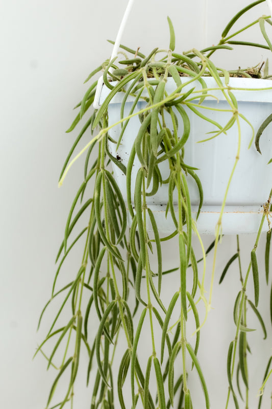 Hoya linearis