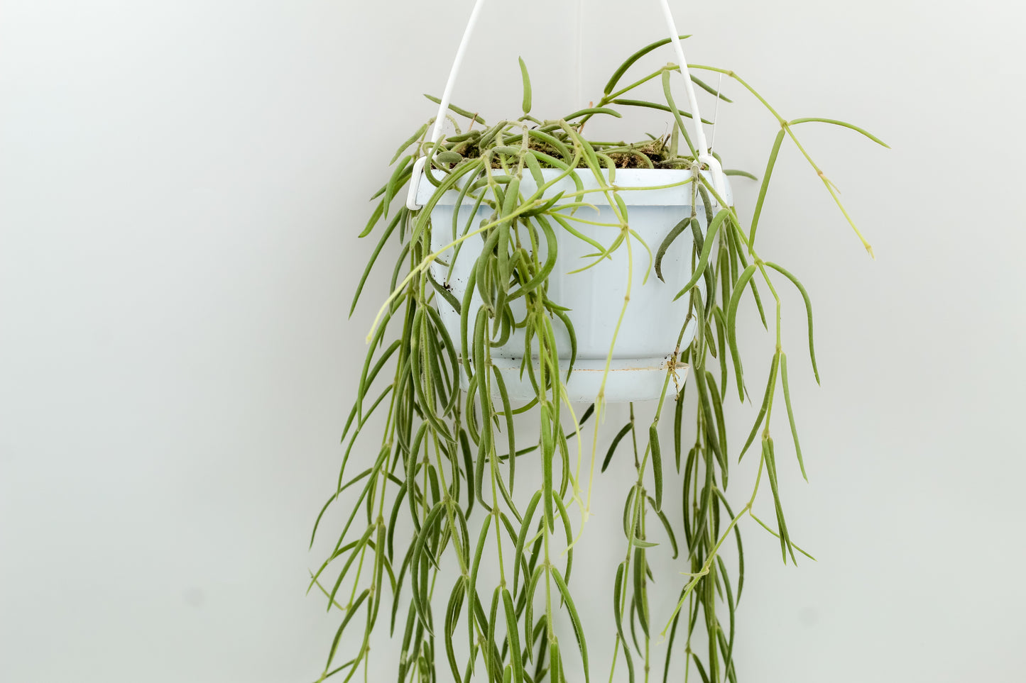 Hoya linearis