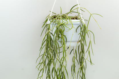 Hoya linearis