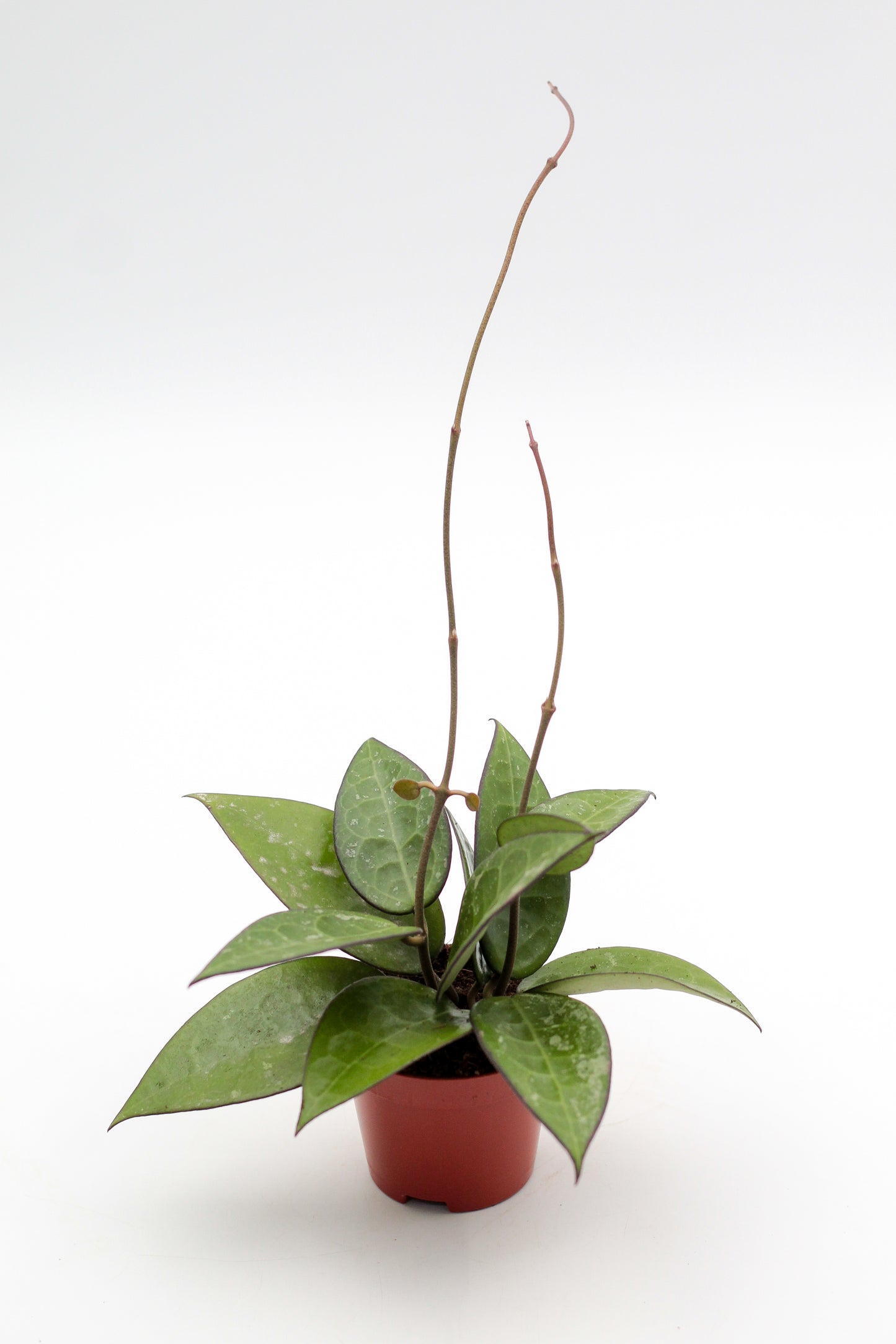 Hoya parasitica ‘Black Margin’