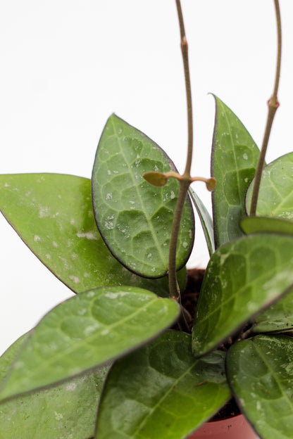 Hoya parasitica ‘Black Margin’