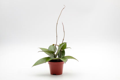 Hoya parasitica ‘Black Margin’