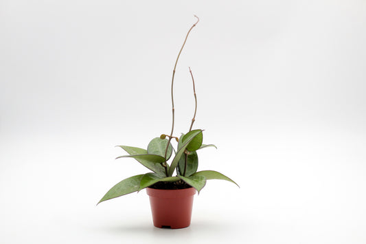 Hoya parasitica ‘Black Margin’