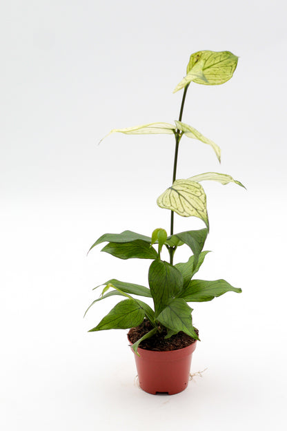 Hoya polyneura "fish tail Hoya"