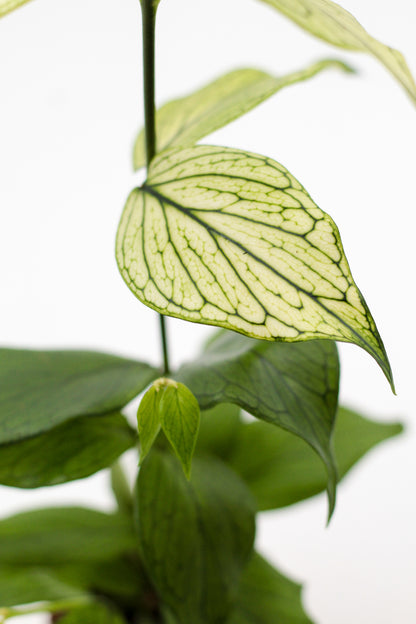 Hoya polyneura "fish tail Hoya"