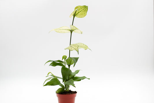 Hoya polyneura "fish tail Hoya"