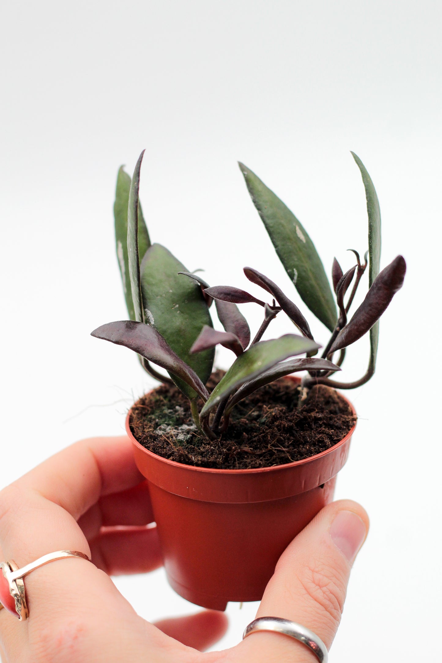 Hoya rosita 'Red Maroon'