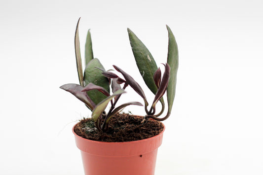 Hoya rosita 'Red Maroon'