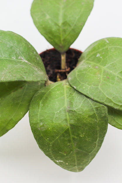 Hoya verticillata wayang splash