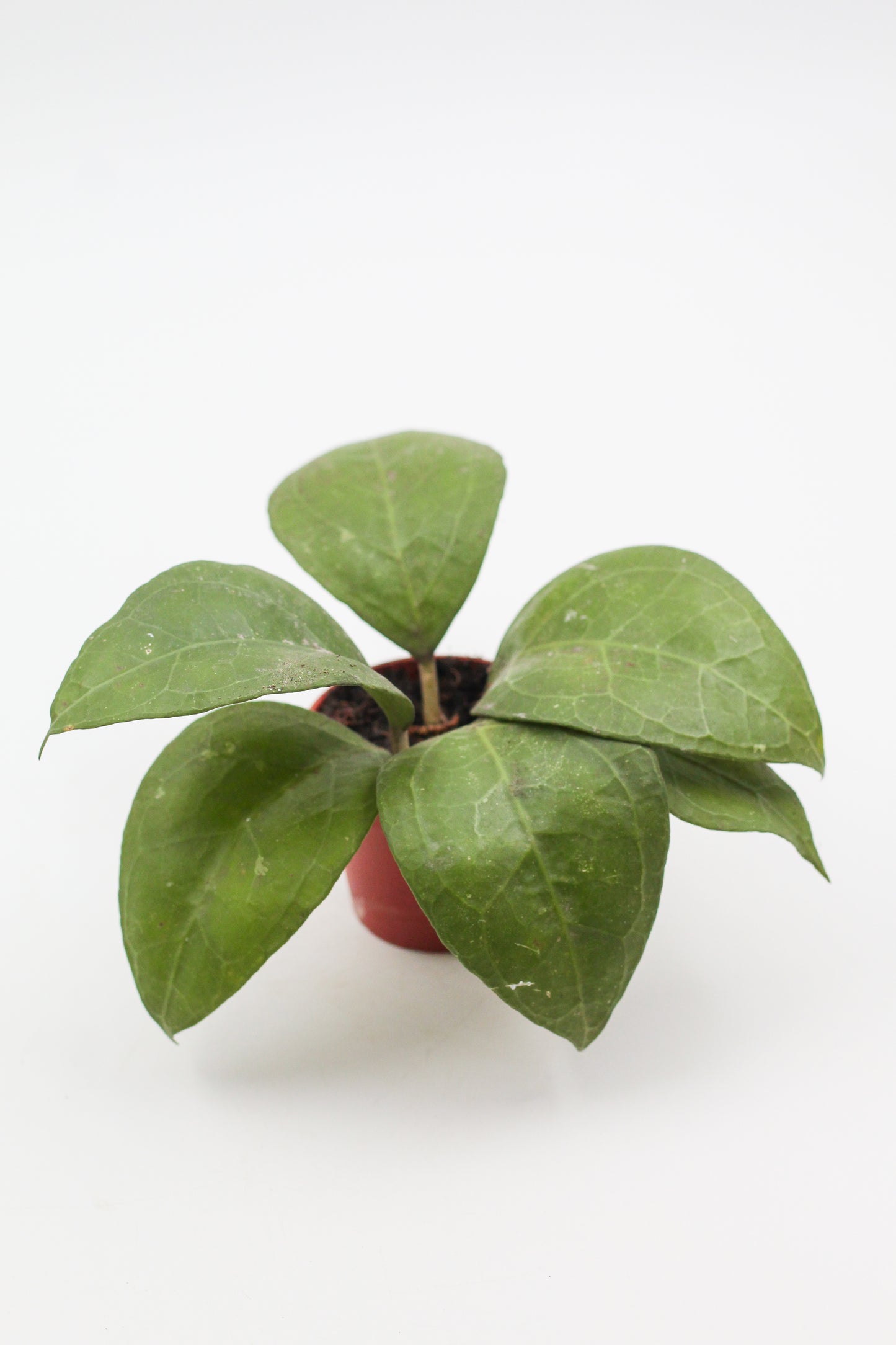Hoya verticillata wayang splash