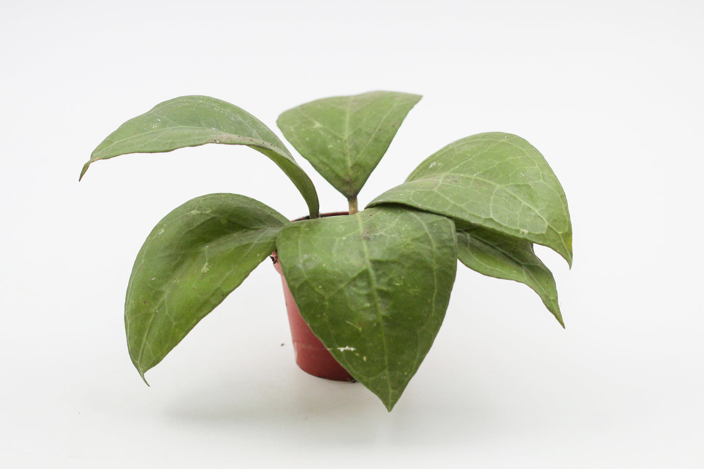 Hoya verticillata wayang splash
