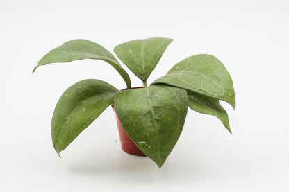 Hoya verticillata wayang splash