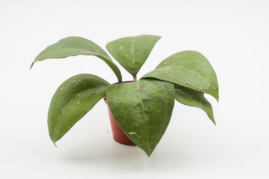 Hoya verticillata wayang splash