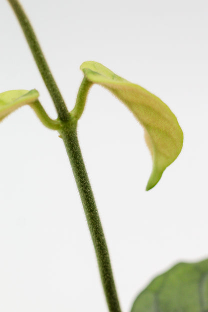 Hoya villosa