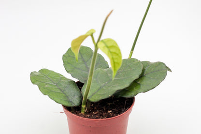 Hoya villosa