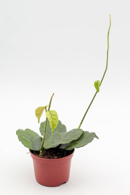 Hoya villosa