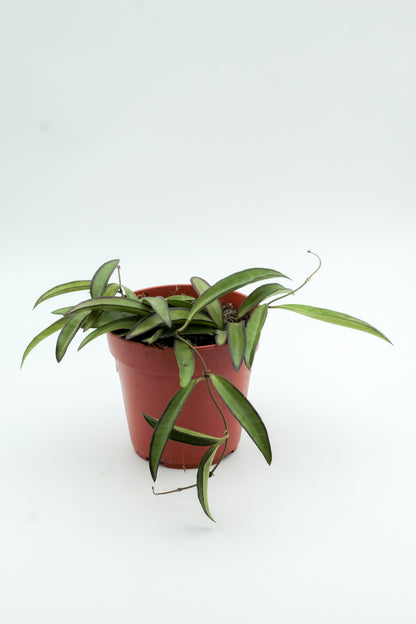 Hoya wayetii