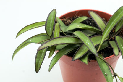 Hoya wayetii