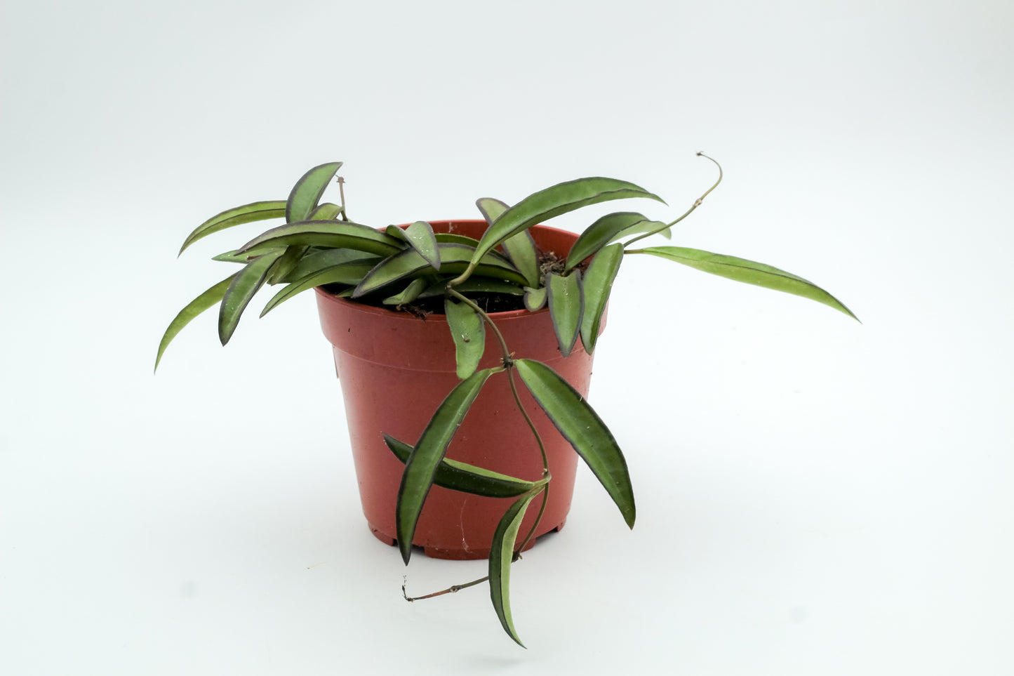 Hoya wayetii