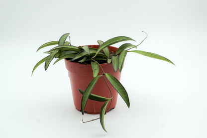 Hoya wayetii