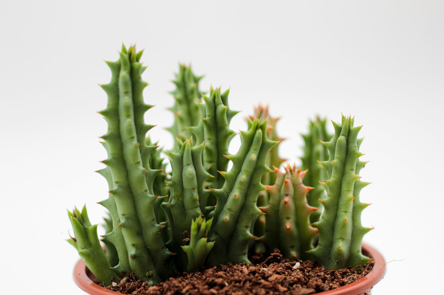 Huernia hystrix