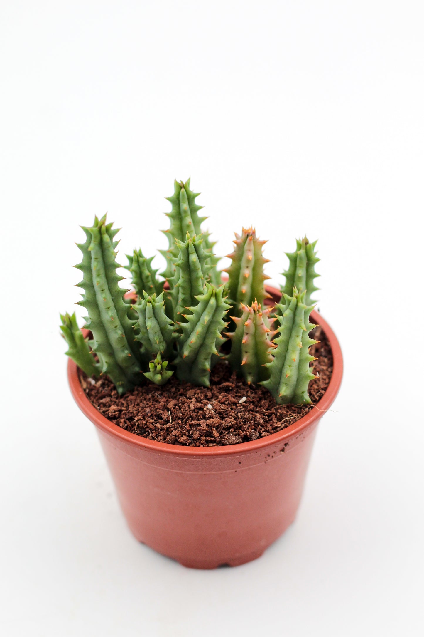 Huernia hystrix