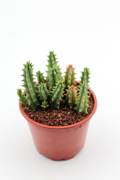 Huernia hystrix