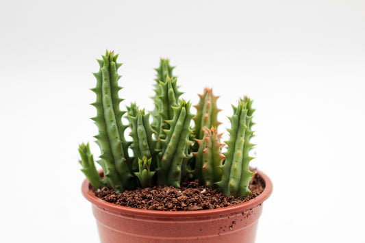 Huernia hystrix