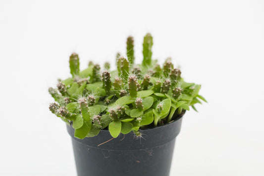 Hylocereus undulatus Dragon fruit