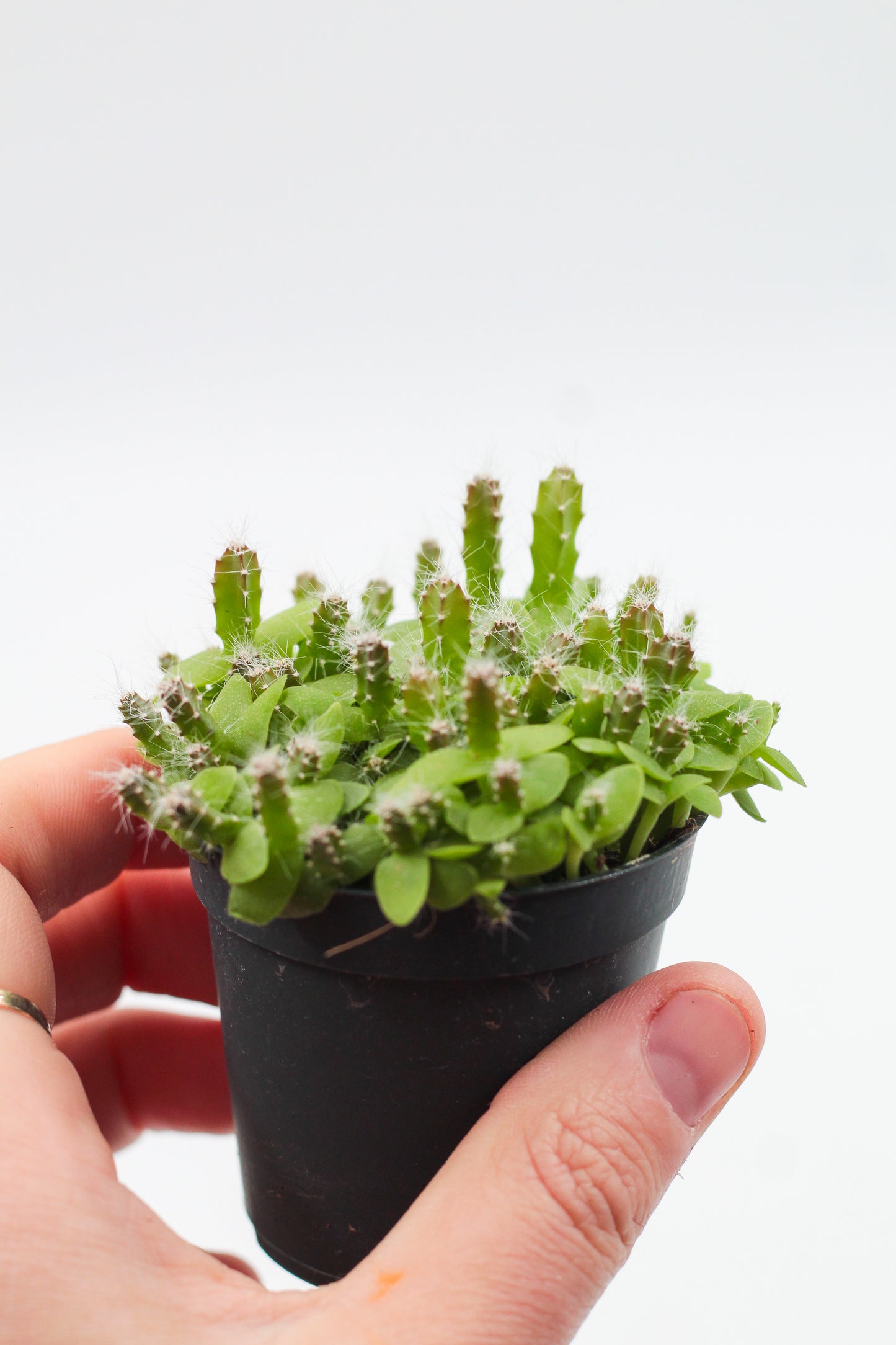 Hylocereus undulatus Dragon fruit