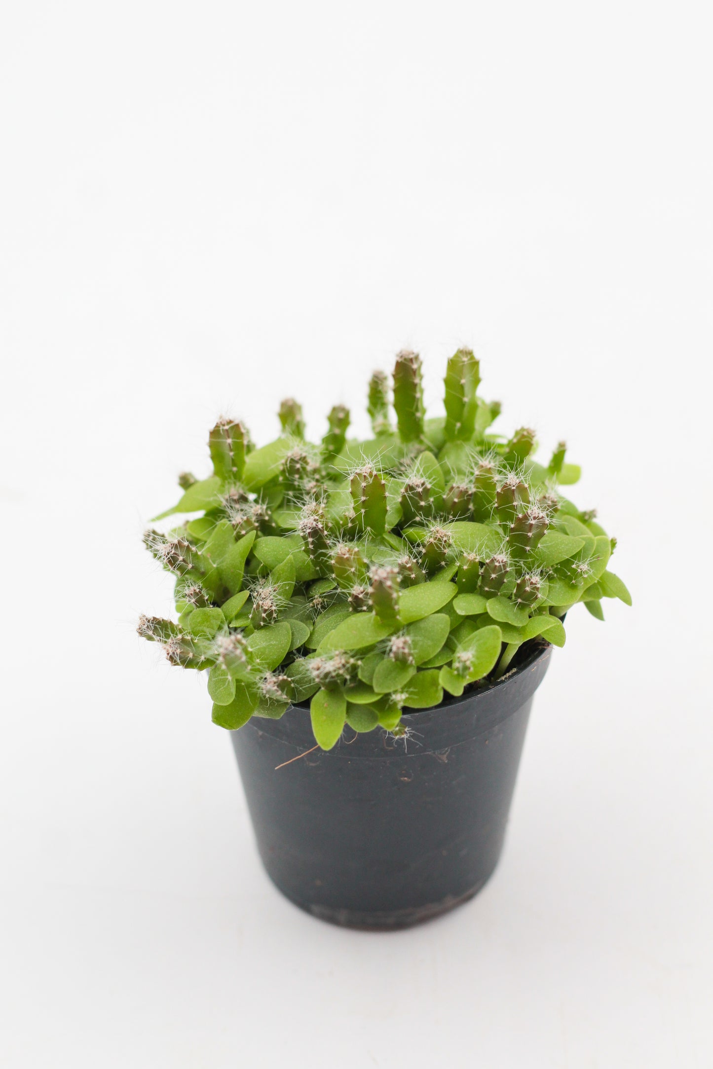 Hylocereus undulatus Dragon fruit