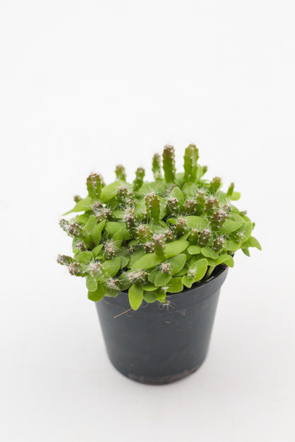 Hylocereus undulatus Dragon fruit