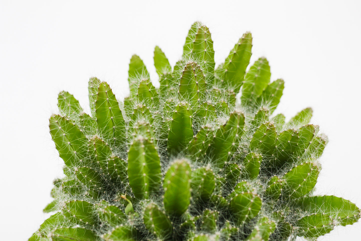 Hylocereus undulatus Dragon fruit