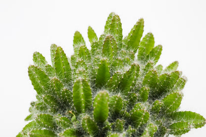 Hylocereus undulatus Dragon fruit