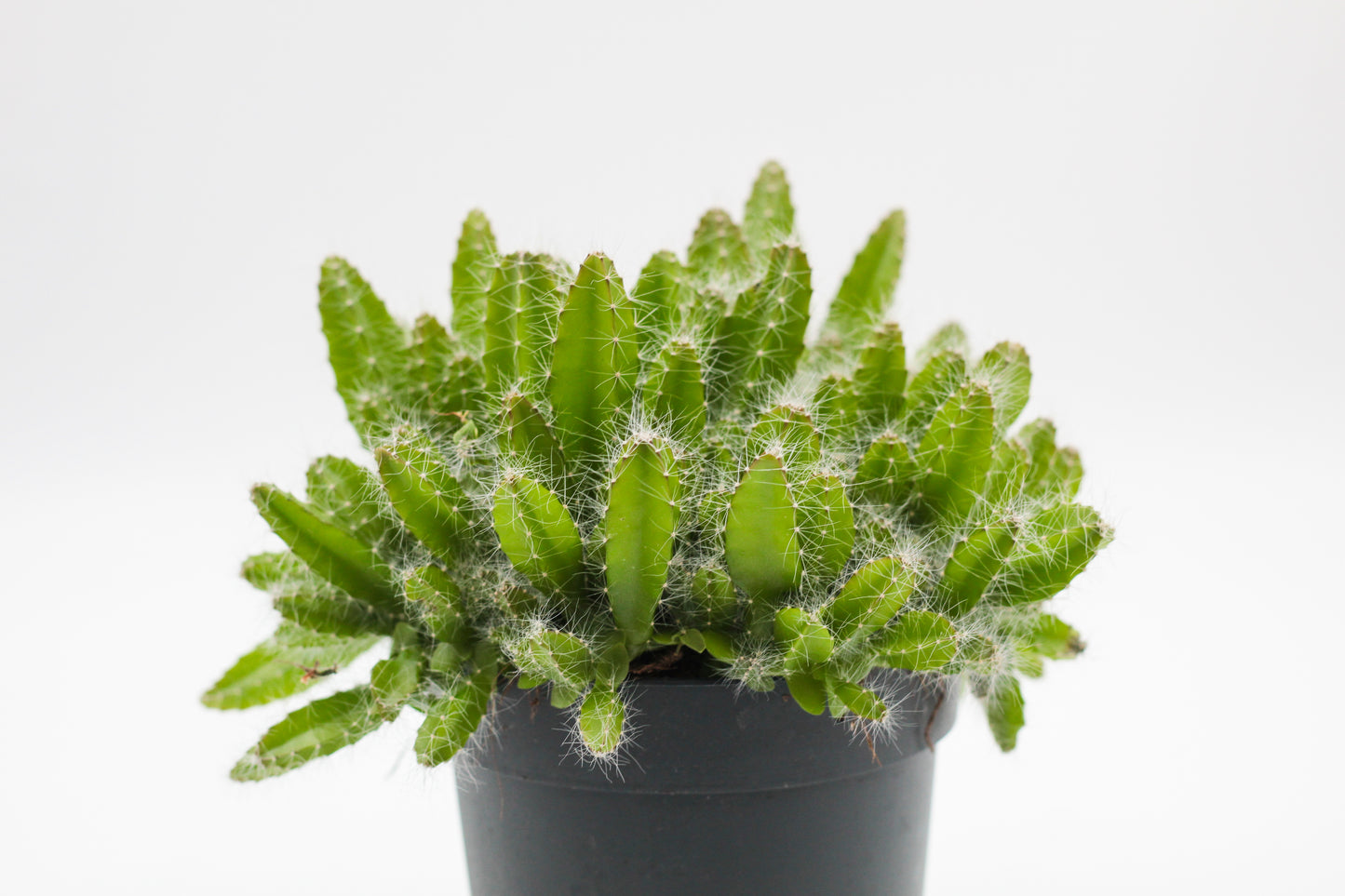 Hylocereus undulatus Dragon fruit