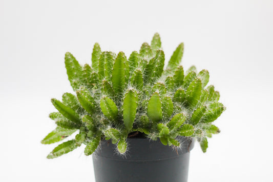 Hylocereus undulatus Dragon fruit