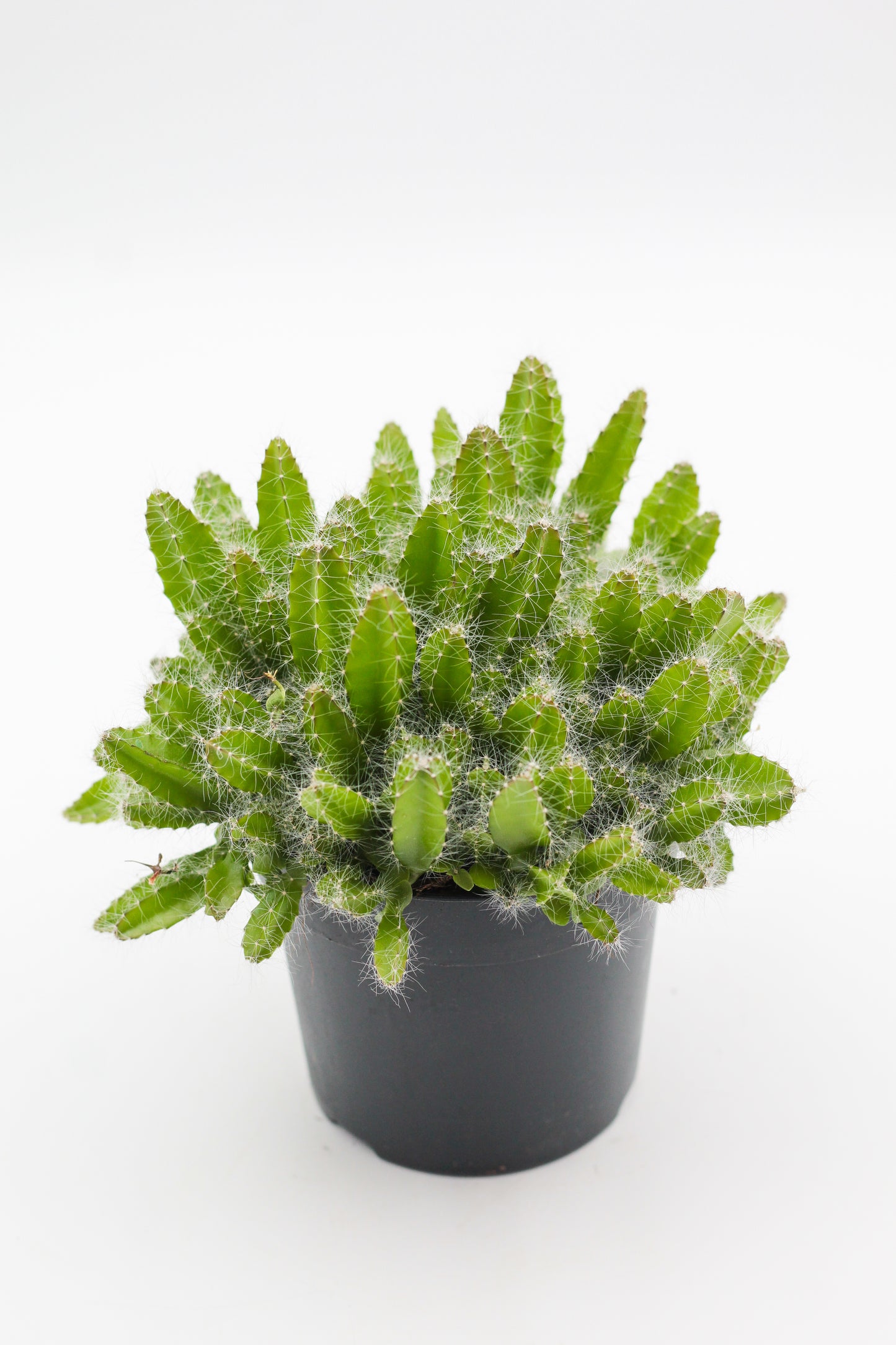 Hylocereus undulatus Dragon fruit