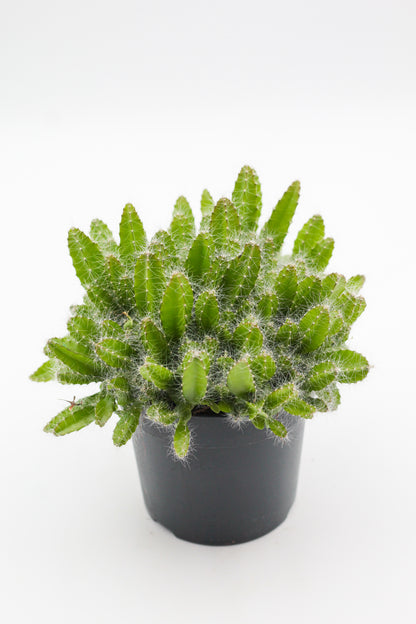 Hylocereus undulatus Dragon fruit