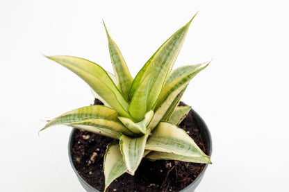 Sansevieria Gabriella Variegata