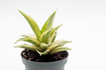 Sansevieria Gabriella Variegata