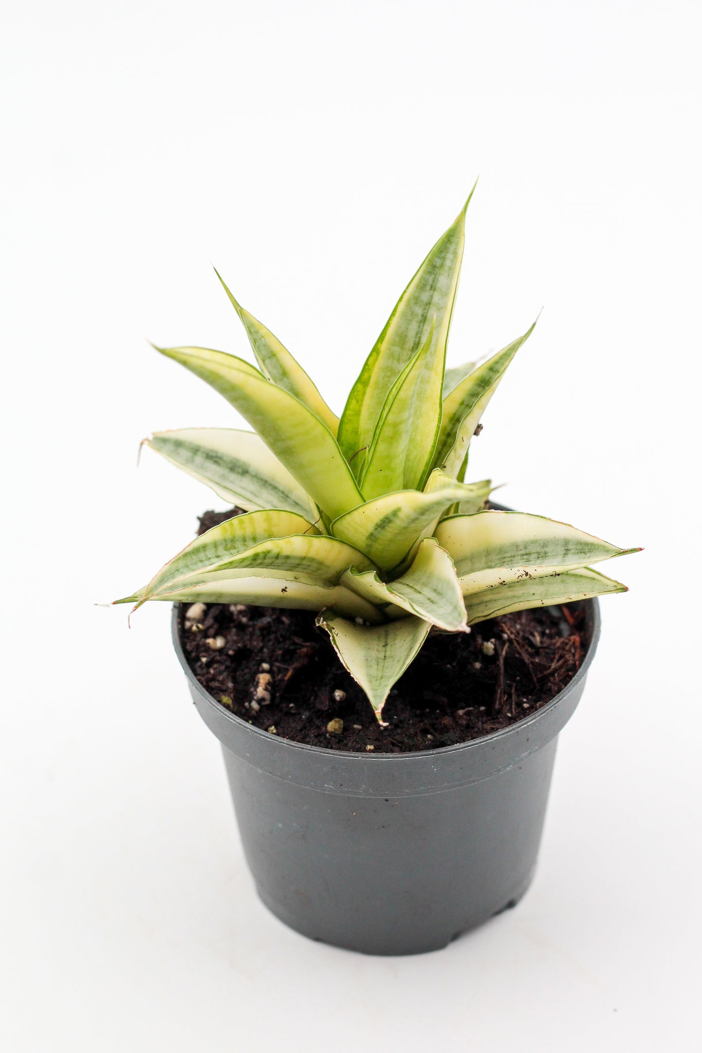 Sansevieria Gabriella Variegata