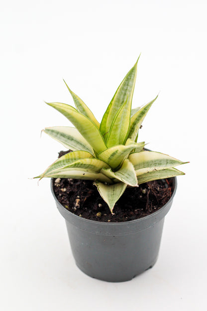 Sansevieria Gabriella Variegata