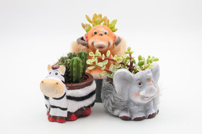 Safari Friends "Happy pots"